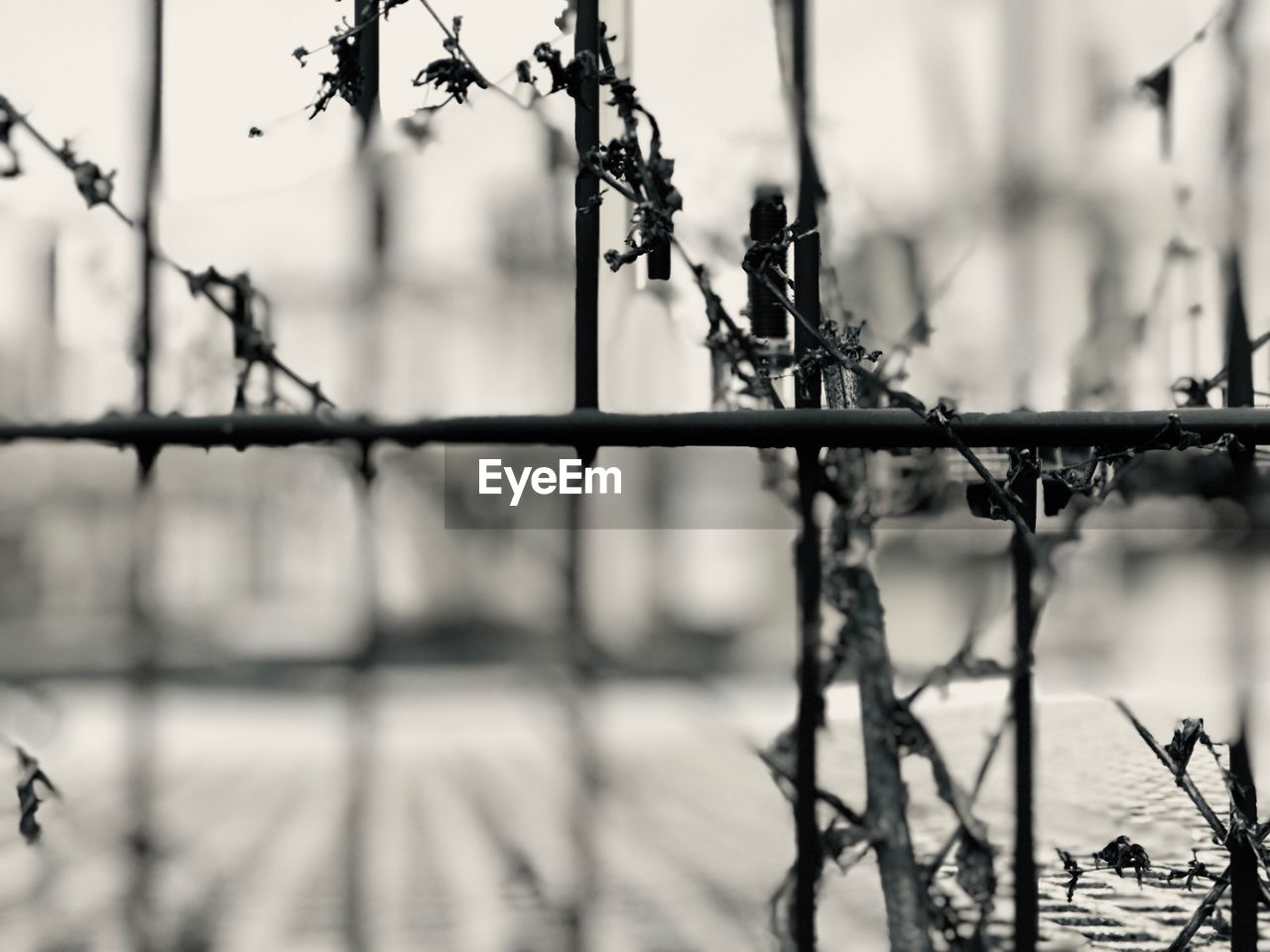 CLOSE-UP OF BARBED WIRE ON FENCE DURING WINTER