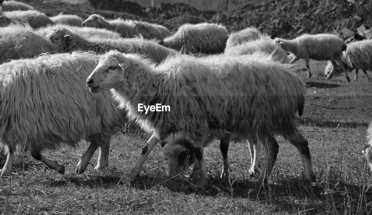 SHEEP IN FARM