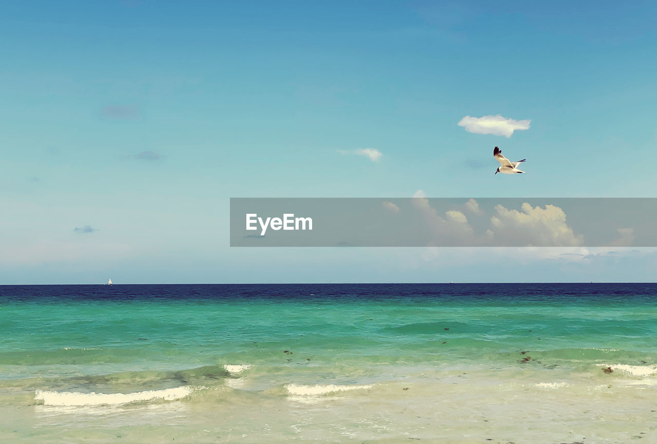 SEAGULLS FLYING OVER BEACH