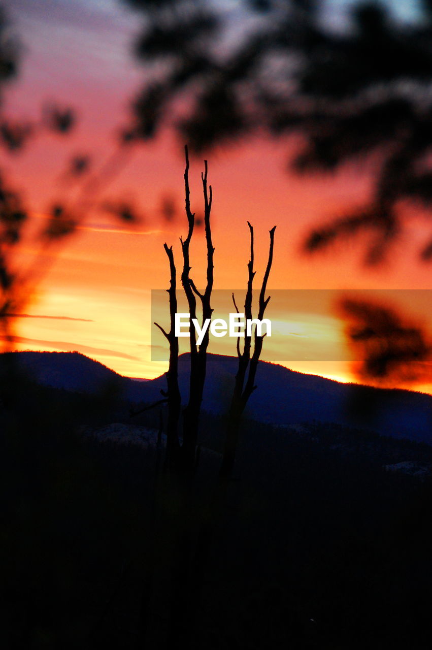 SILHOUETTE TREES AT SUNSET