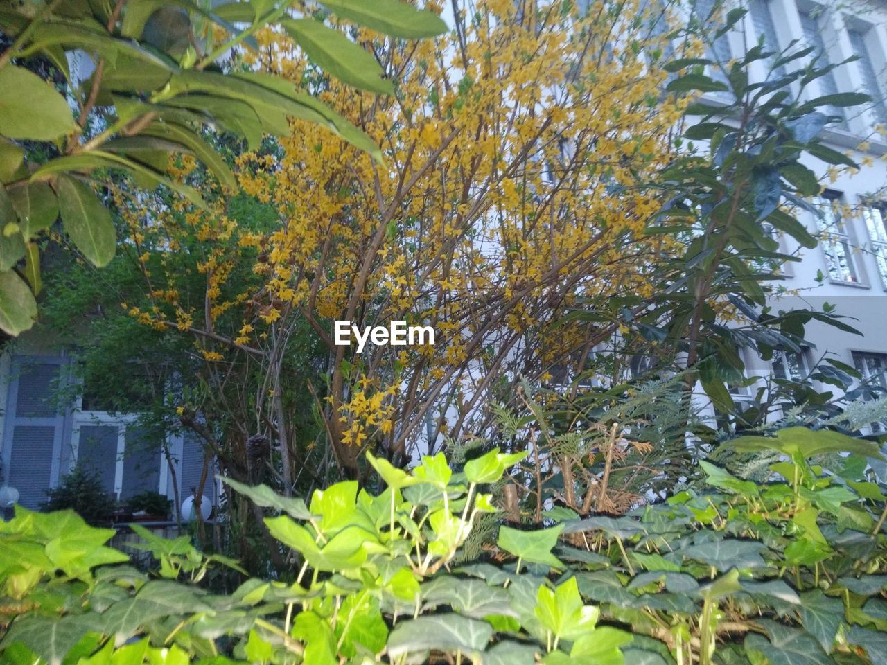 PLANTS GROWING ON TREE