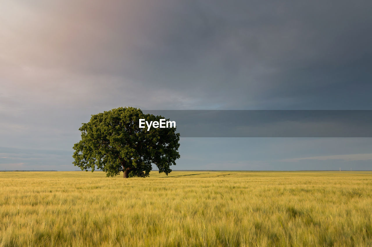 Scenic view of agricultural field against sky