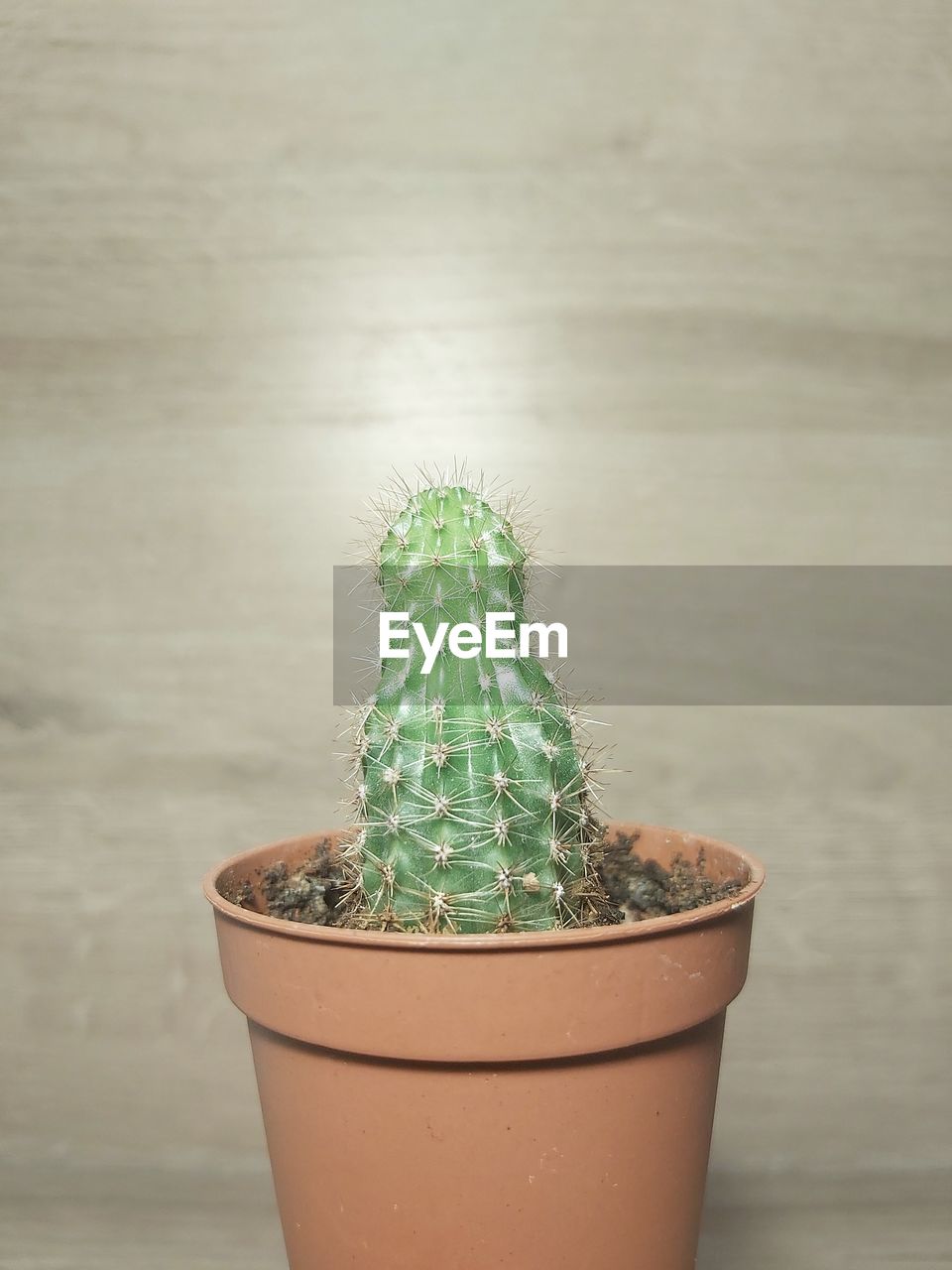 CLOSE-UP OF POTTED PLANTS ON TABLE