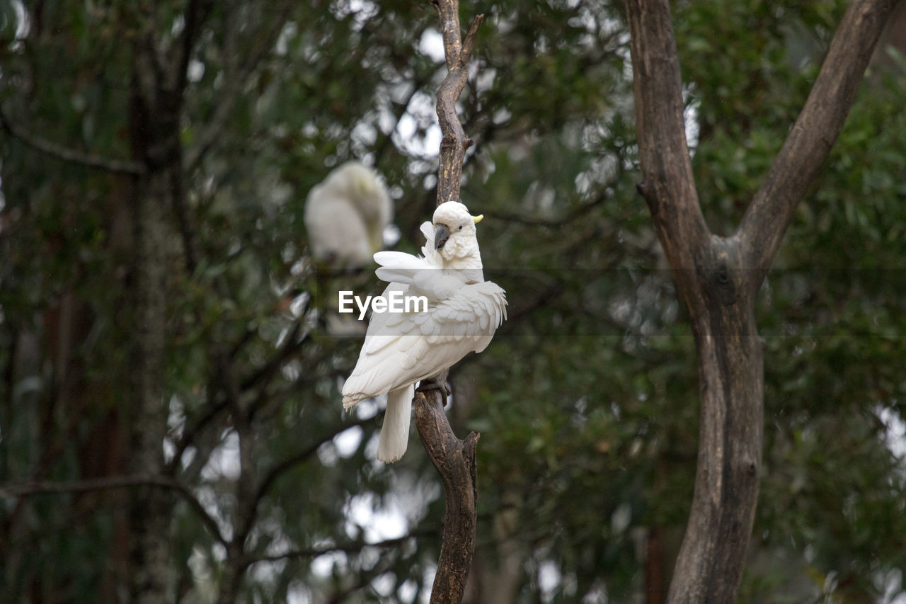 White bird perching on tree