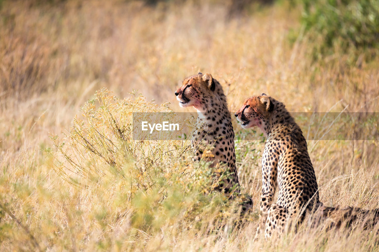 Cheetahs eating in the middle of the grass