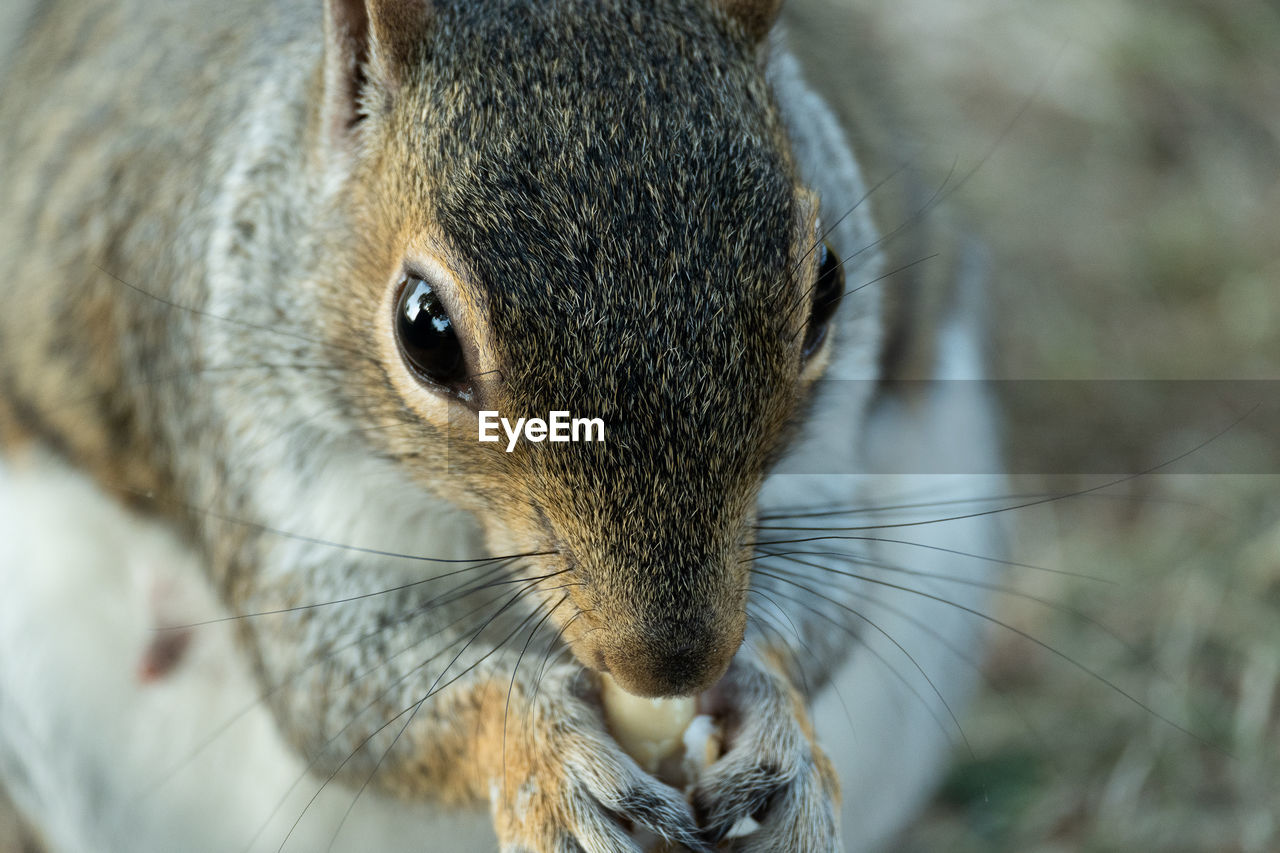 Close-up of squirrel