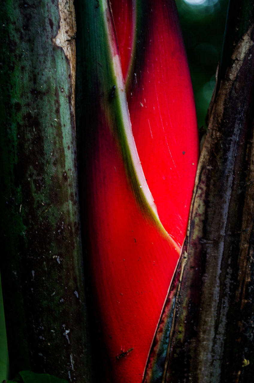 Full frame shot of fresh heliconia