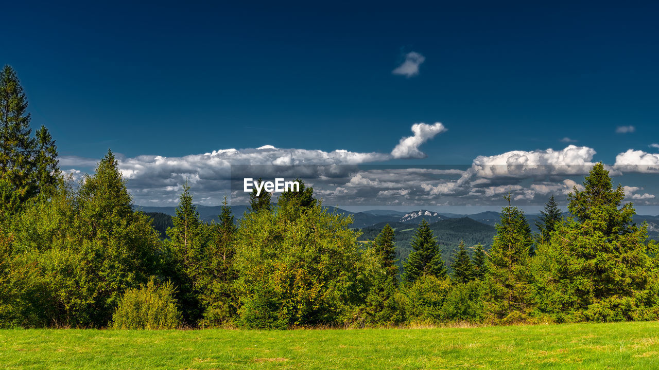 SCENIC VIEW OF PINE TREES AND MOUNTAINS AGAINST SKY