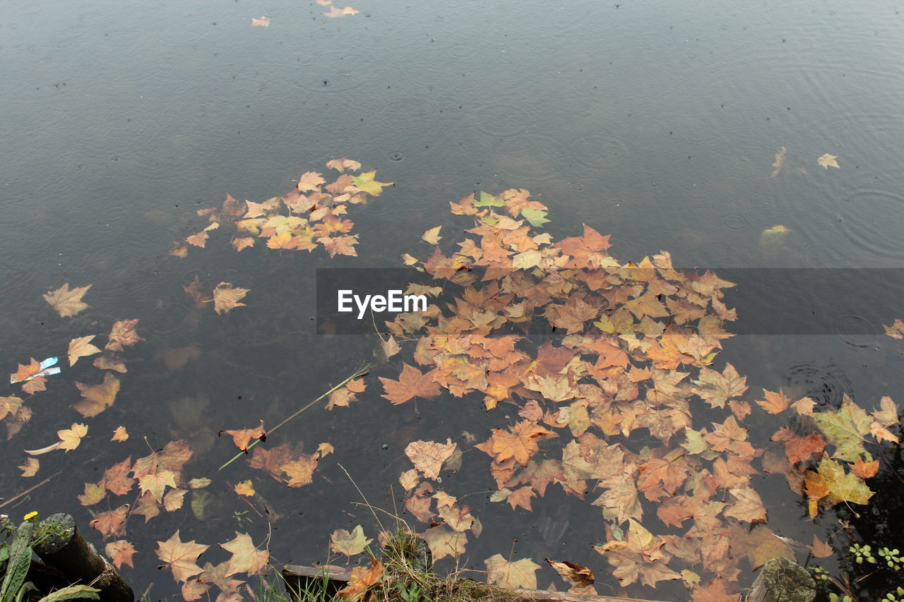 CLOSE-UP OF MAPLE LEAVES IN WATER