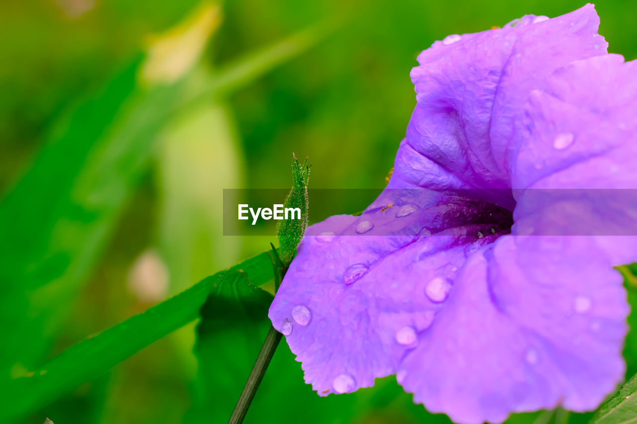 CLOSE-UP OF INSECT ON FLOWERS