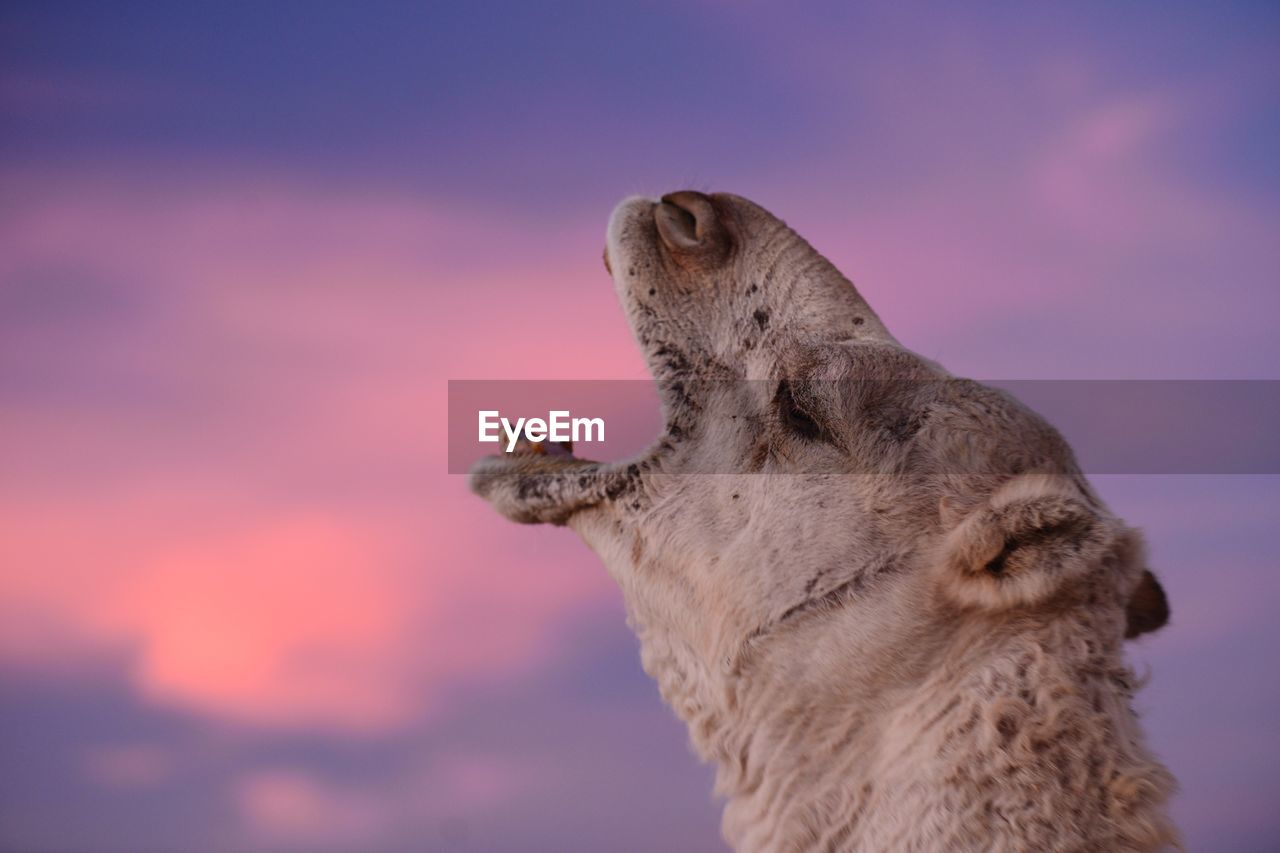 Close-up of camel yawning against sky during sunset