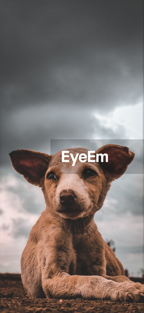 CLOSE-UP PORTRAIT OF A DOG AGAINST SKY ON LANDSCAPE