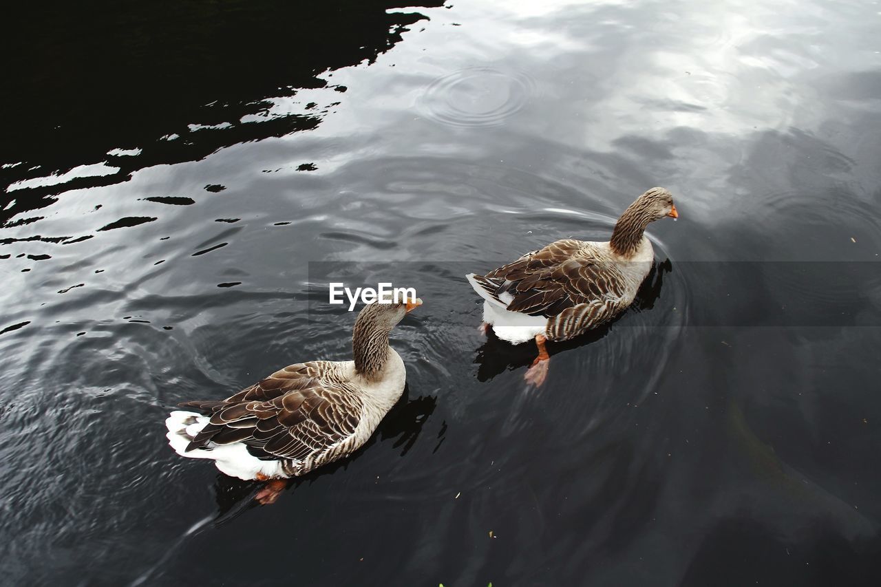 HIGH ANGLE VIEW OF MALLARD DUCK SWIMMING ON LAKE