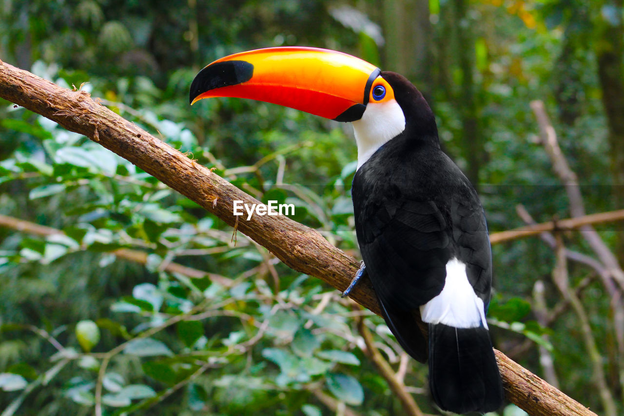 Close-up of hornbill perching on branch