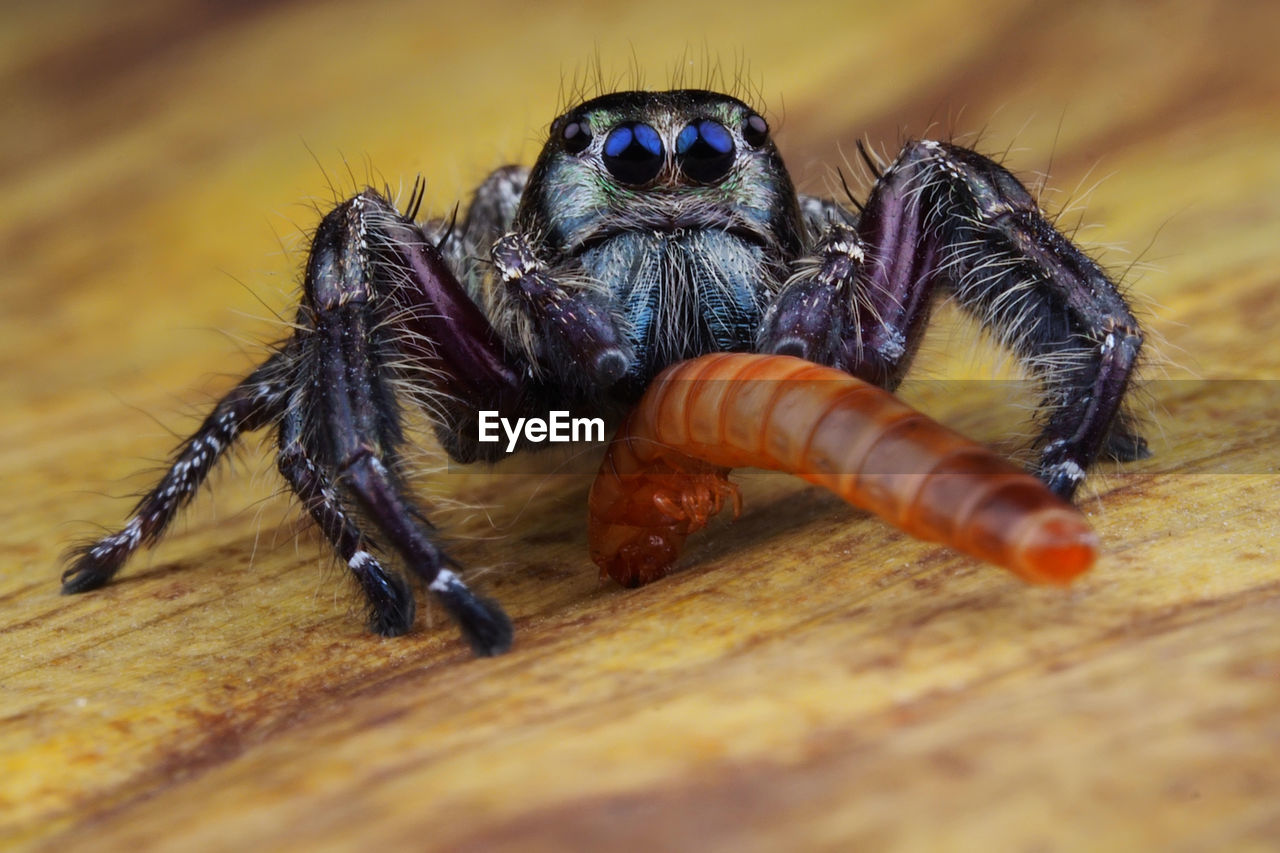 Close-up of spider with dead insect