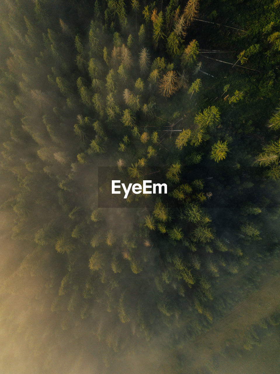 Aerial view of beautiful pine tree forest t in the mountains. view from above