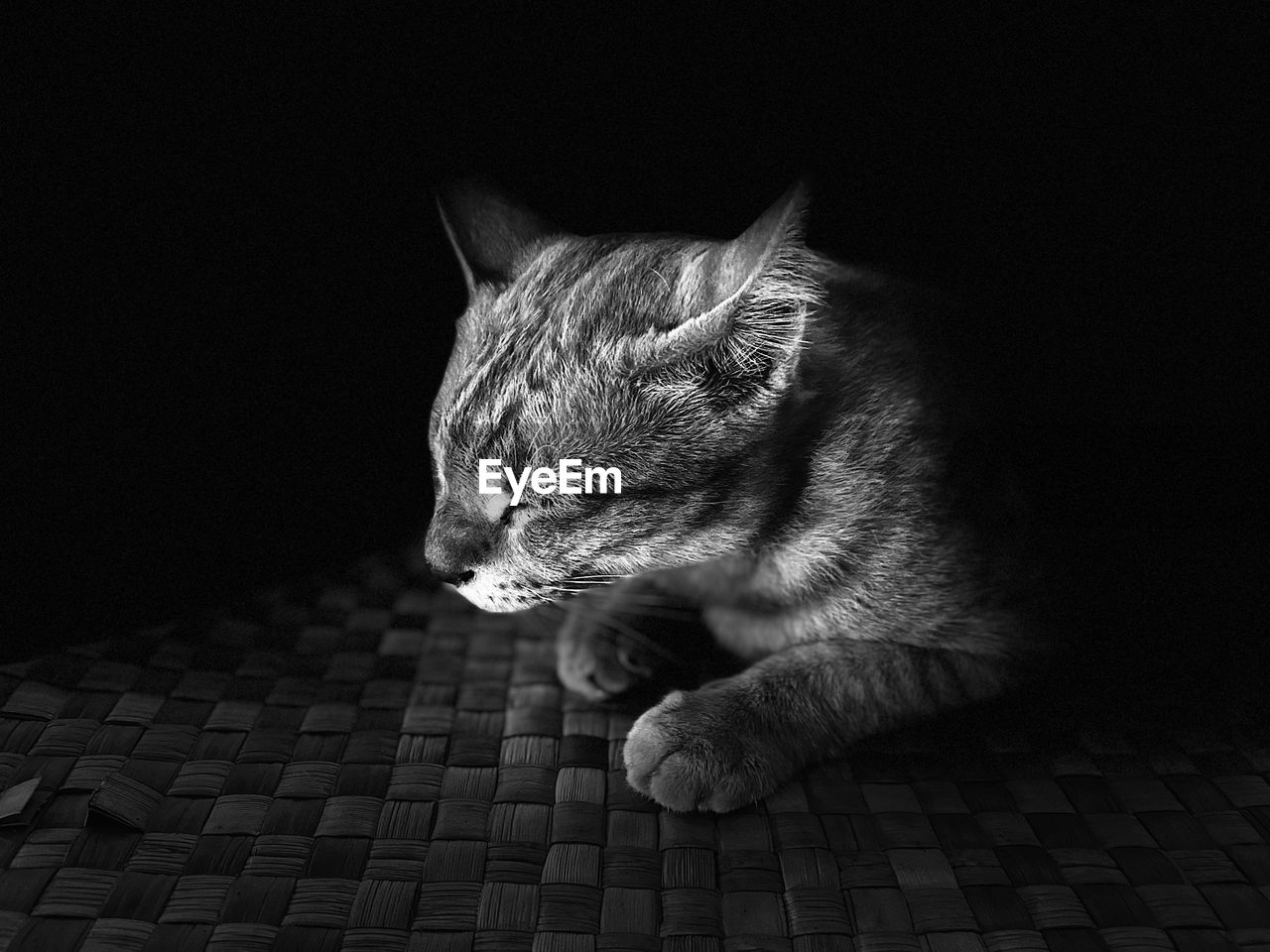 animal, animal themes, cat, one animal, black, mammal, pet, black and white, domestic animals, feline, domestic cat, monochrome, white, monochrome photography, whiskers, darkness, no people, small to medium-sized cats, felidae, indoors, animal body part, relaxation, looking away, looking