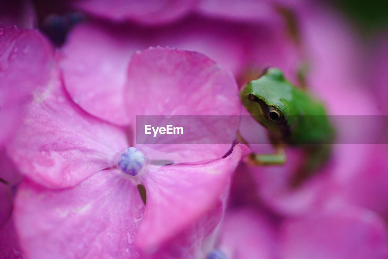 High angle view of frog on flowers