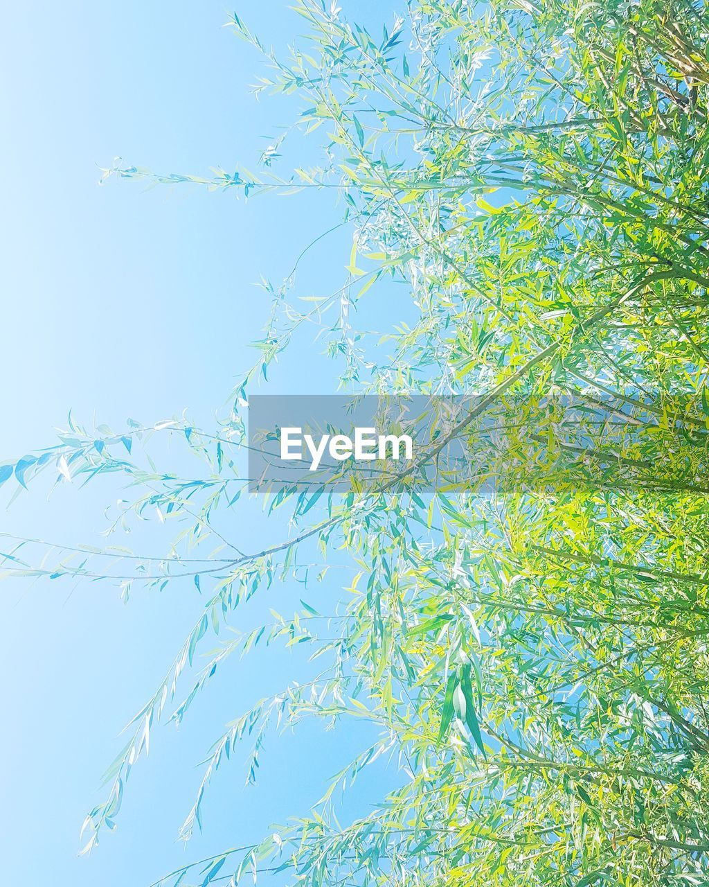 LOW ANGLE VIEW OF TREES AGAINST BLUE SKY