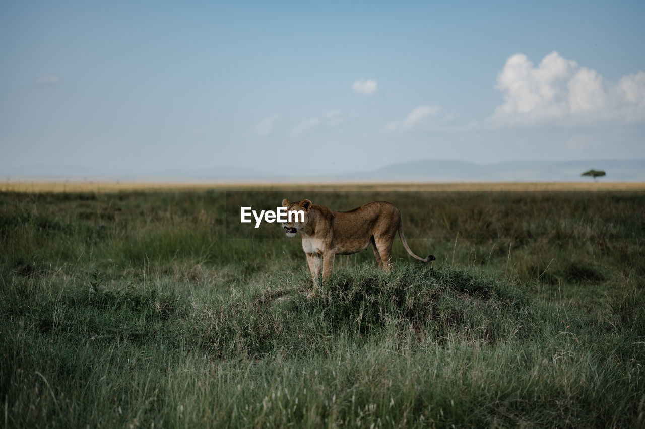 animal, animal themes, mammal, grassland, lion - feline, animal wildlife, feline, grass, cat, wildlife, sky, plain, savanna, plant, natural environment, lioness, nature, prairie, one animal, no people, safari, environment, carnivore, landscape, big cat, wilderness, felidae, land, steppe, adventure, day, domestic animals, carnivora, field, pet, horizon over land, cloud, horizon, outdoors, side view, animals hunting, beauty in nature, cheetah, full length, undomesticated cat