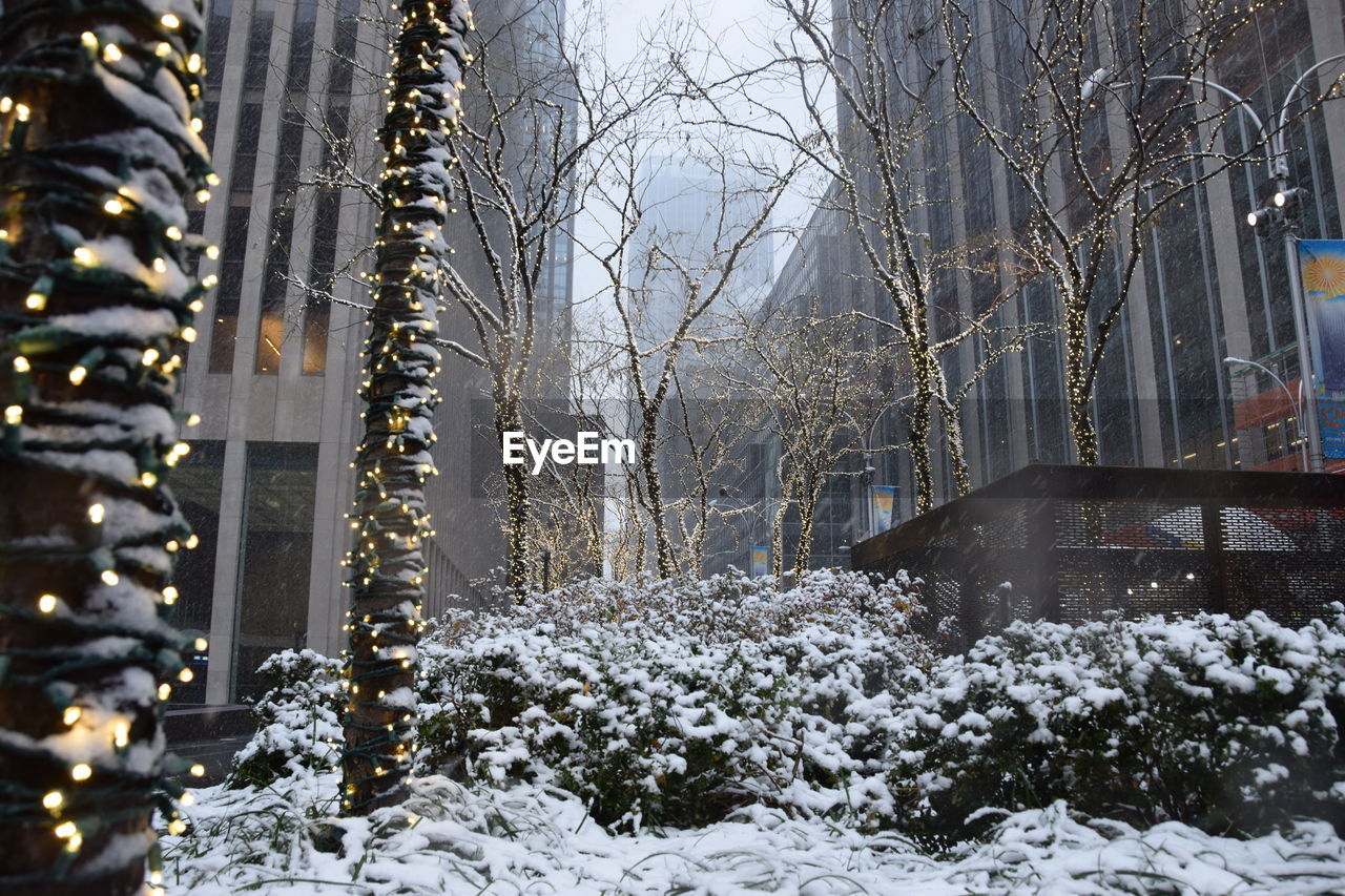 SNOW COVERED CHRISTMAS TREE IN WINTER