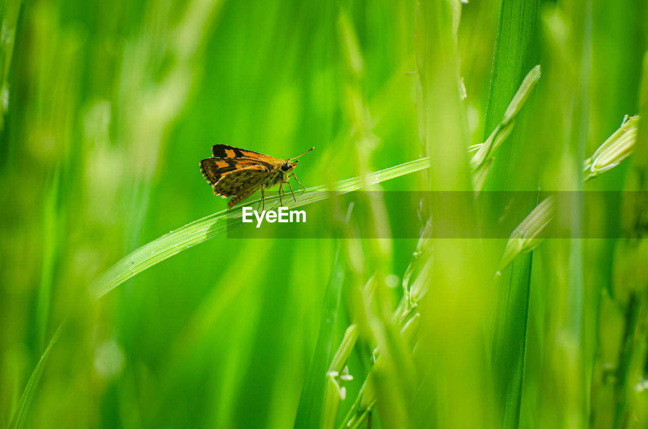 The chequered skipper, carterocephalus palaemon is butterfly on ear of rice