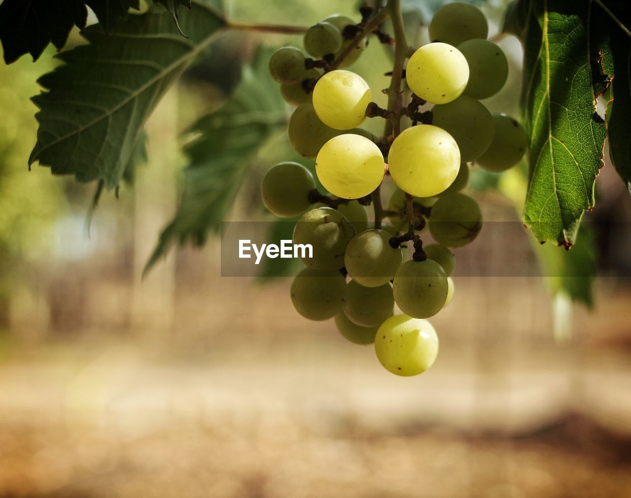CLOSE-UP OF GRAPES HANGING ON TREE