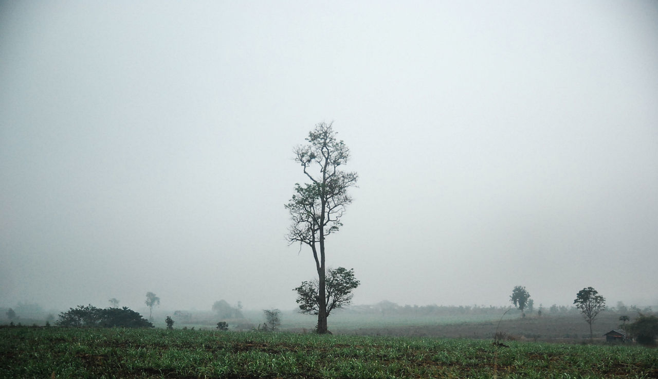 TREES ON FIELD AGAINST SKY IN FOGGY WEATHER