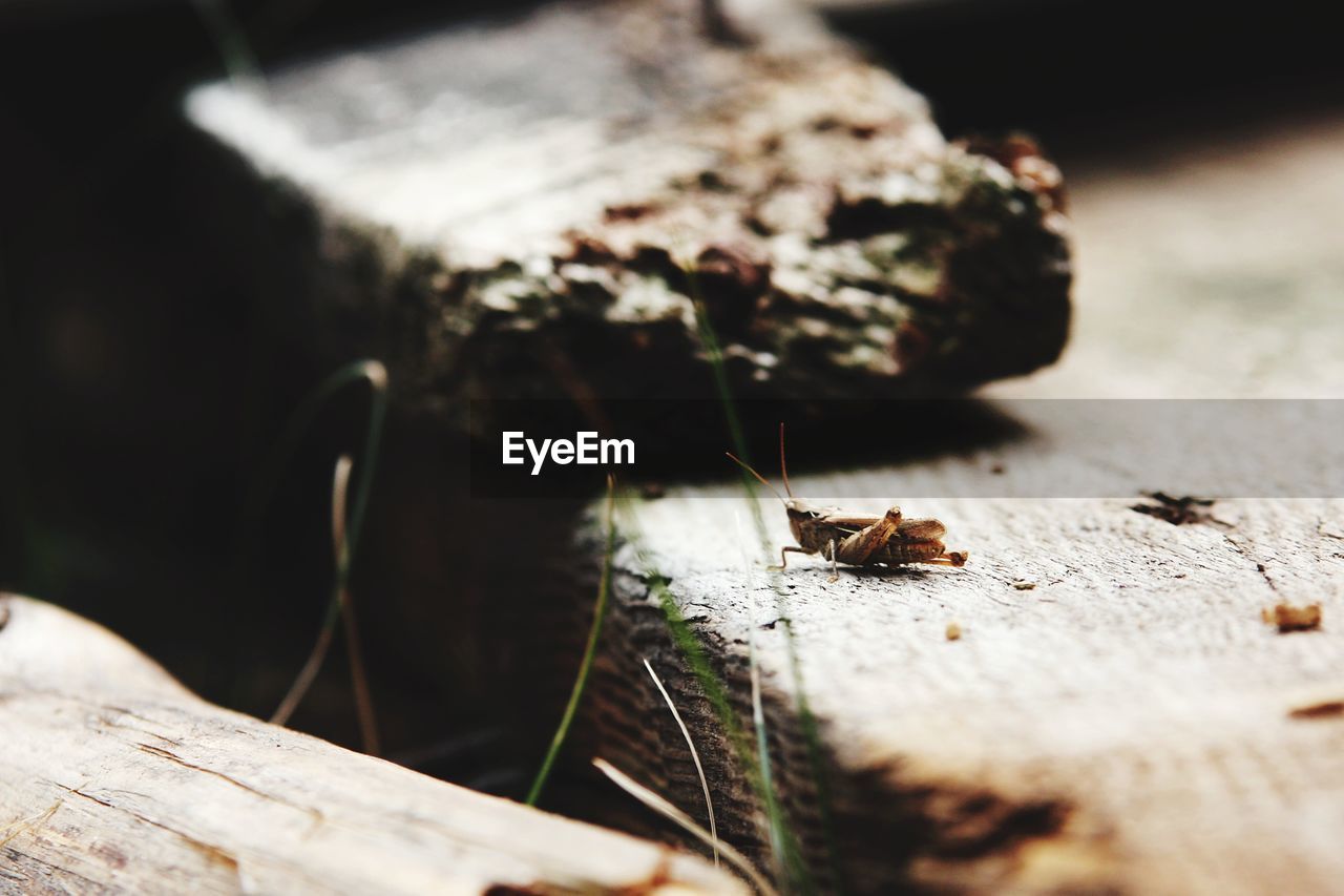 Close-up of grasshopper on rock