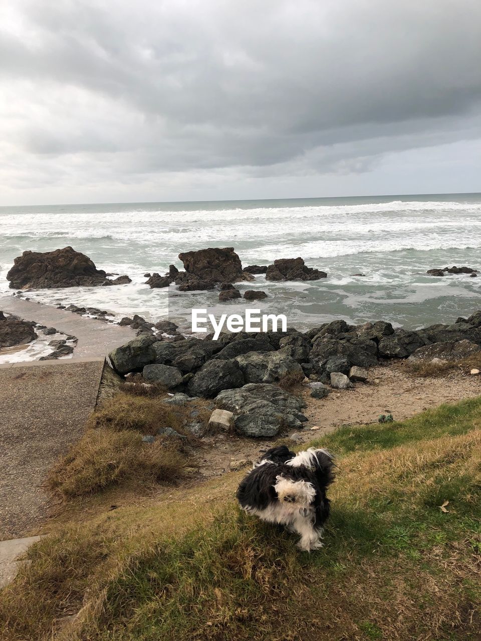 Scenic view of sea shore with pissing shi tzu 
