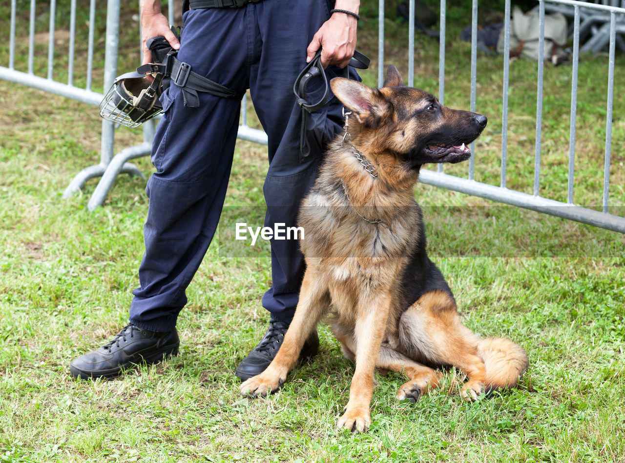 Low section of police officer standing with german shepherd on grassy field