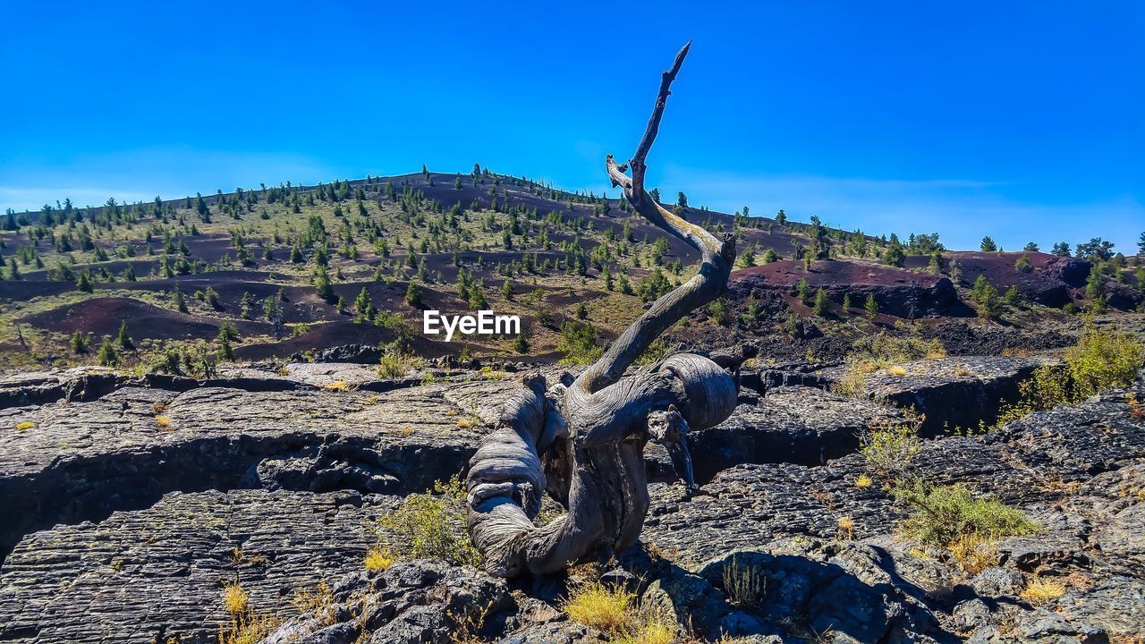 TREES ON LANDSCAPE AGAINST BLUE SKY