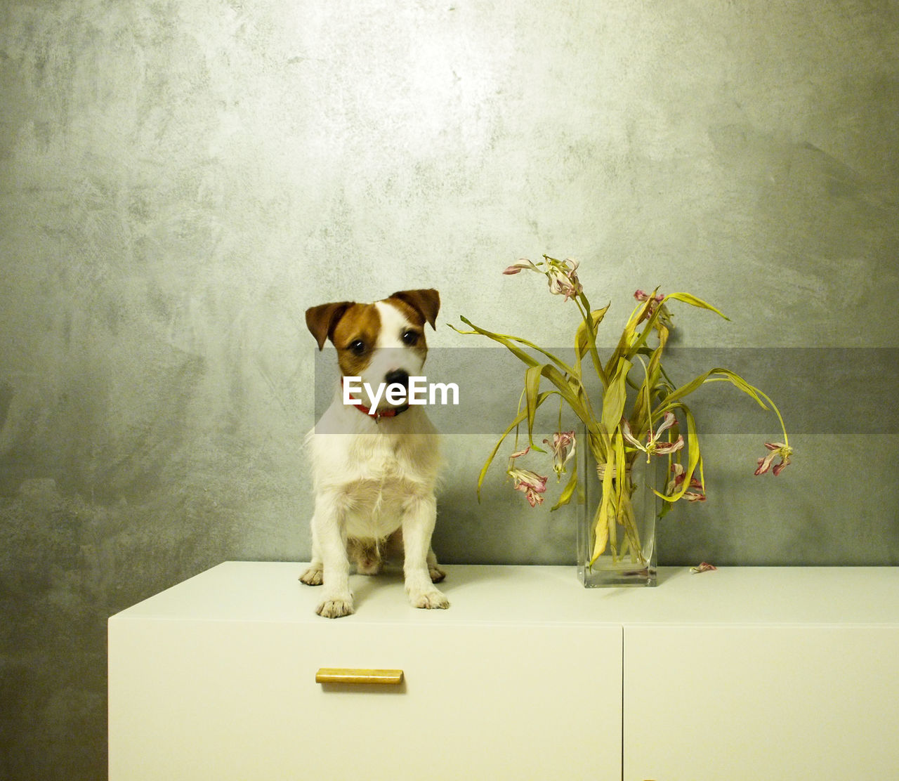 Portrait of jack russell terrier by vase on table against wall