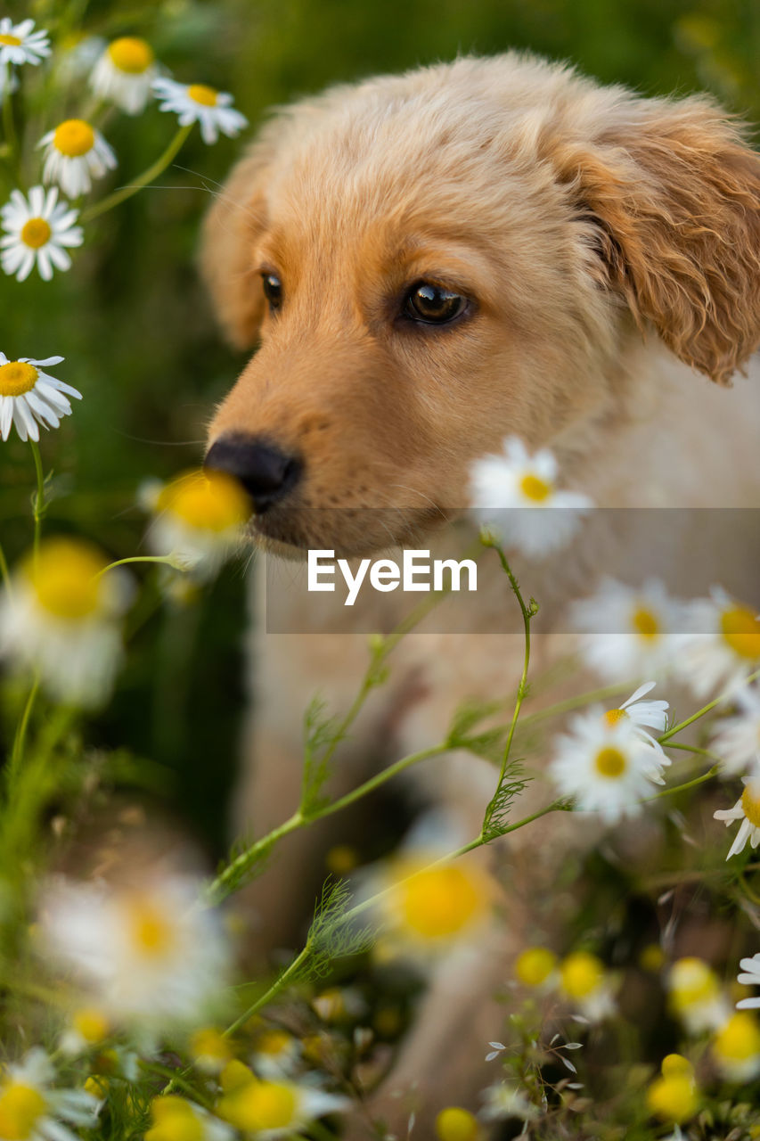 CLOSE-UP OF A DOG LOOKING AWAY ON FIELD