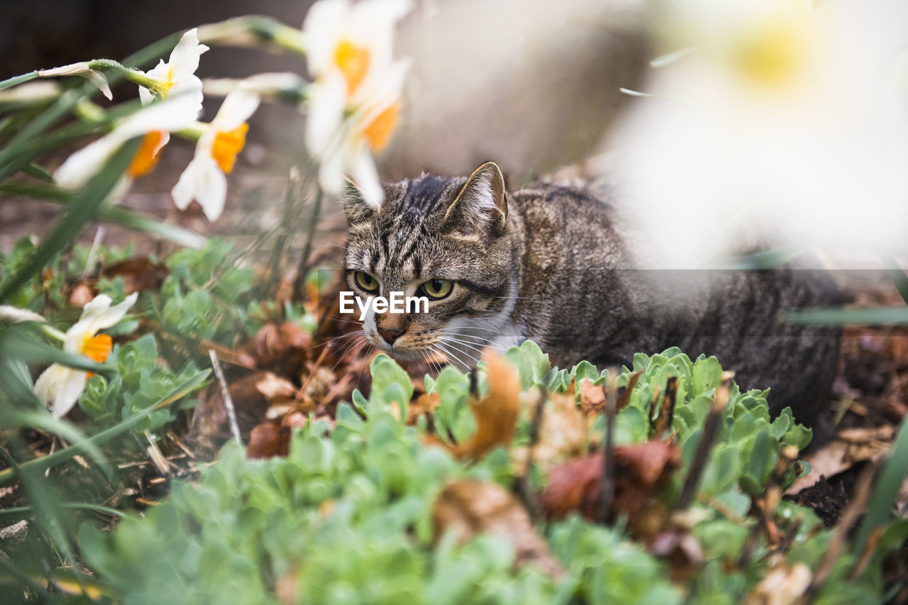 Closeup of house cat in a spring garden among daffodils