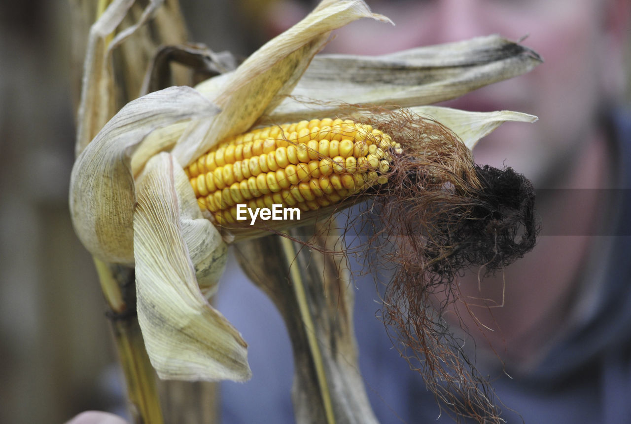 Drought and water shortage in corn crops on the field