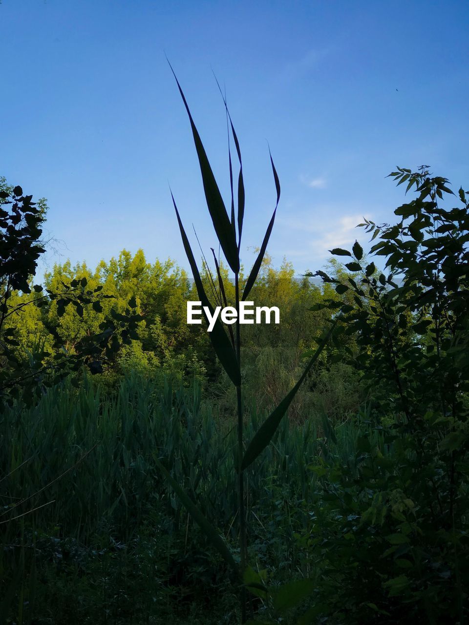 CLOSE-UP OF PLANTS GROWING ON LAND