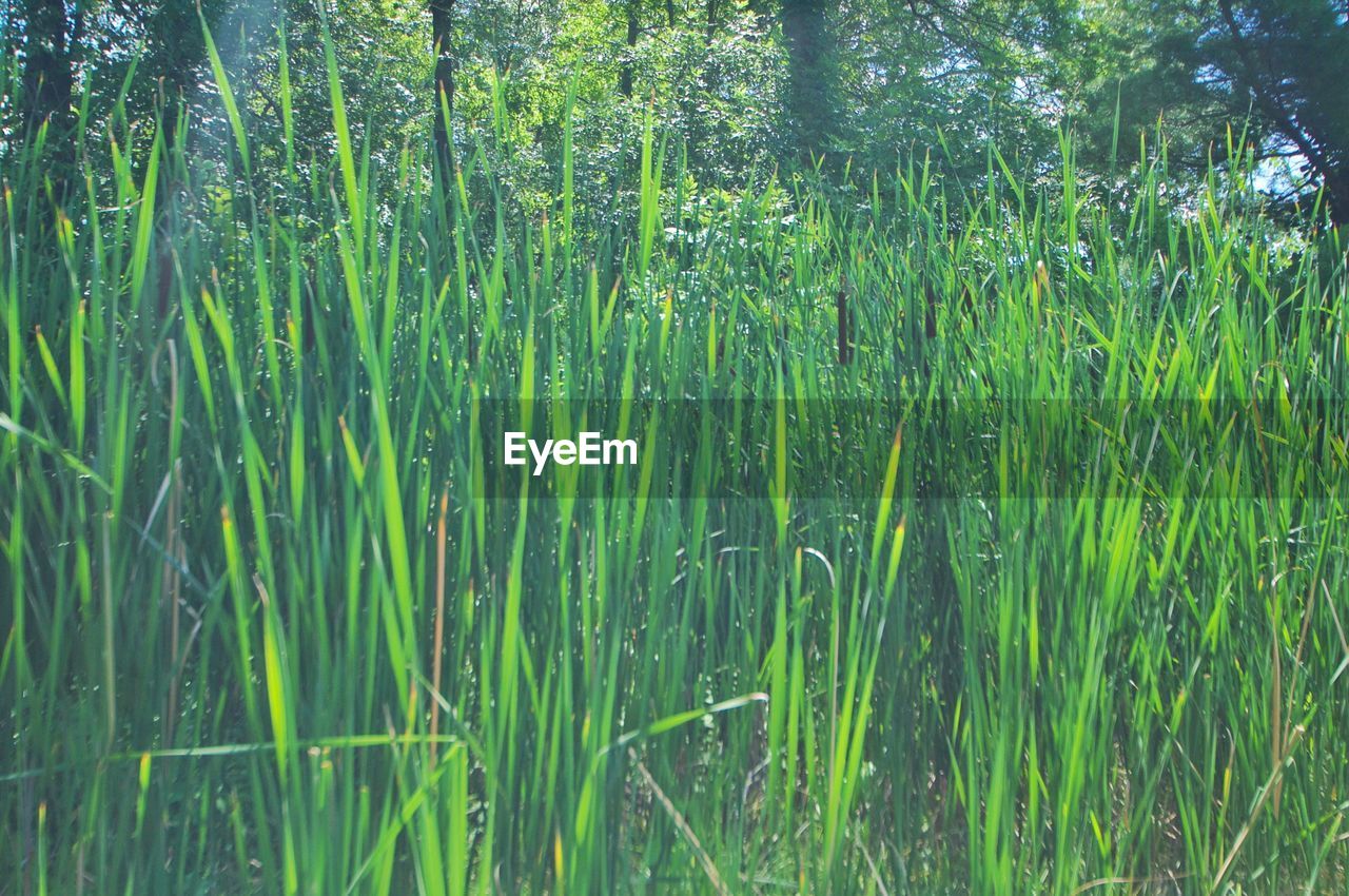 VIEW OF TREES ON FIELD