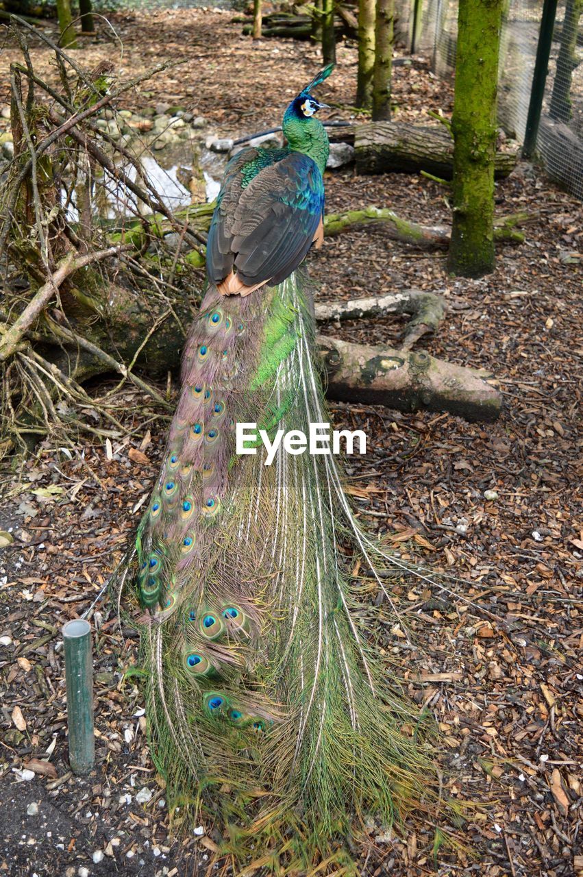 VIEW OF PEACOCK PERCHING ON A FIELD