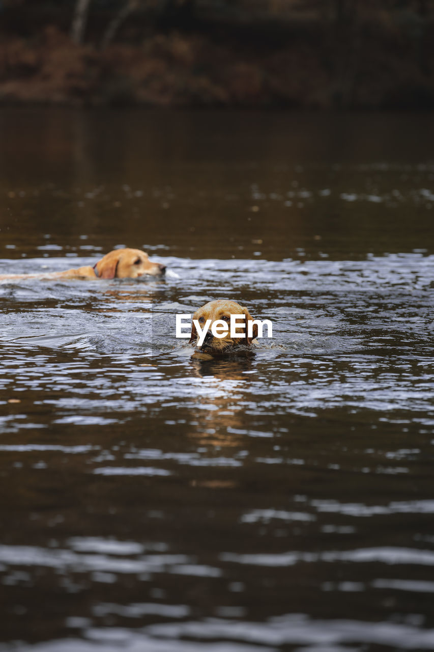 Dog swimming in lake
