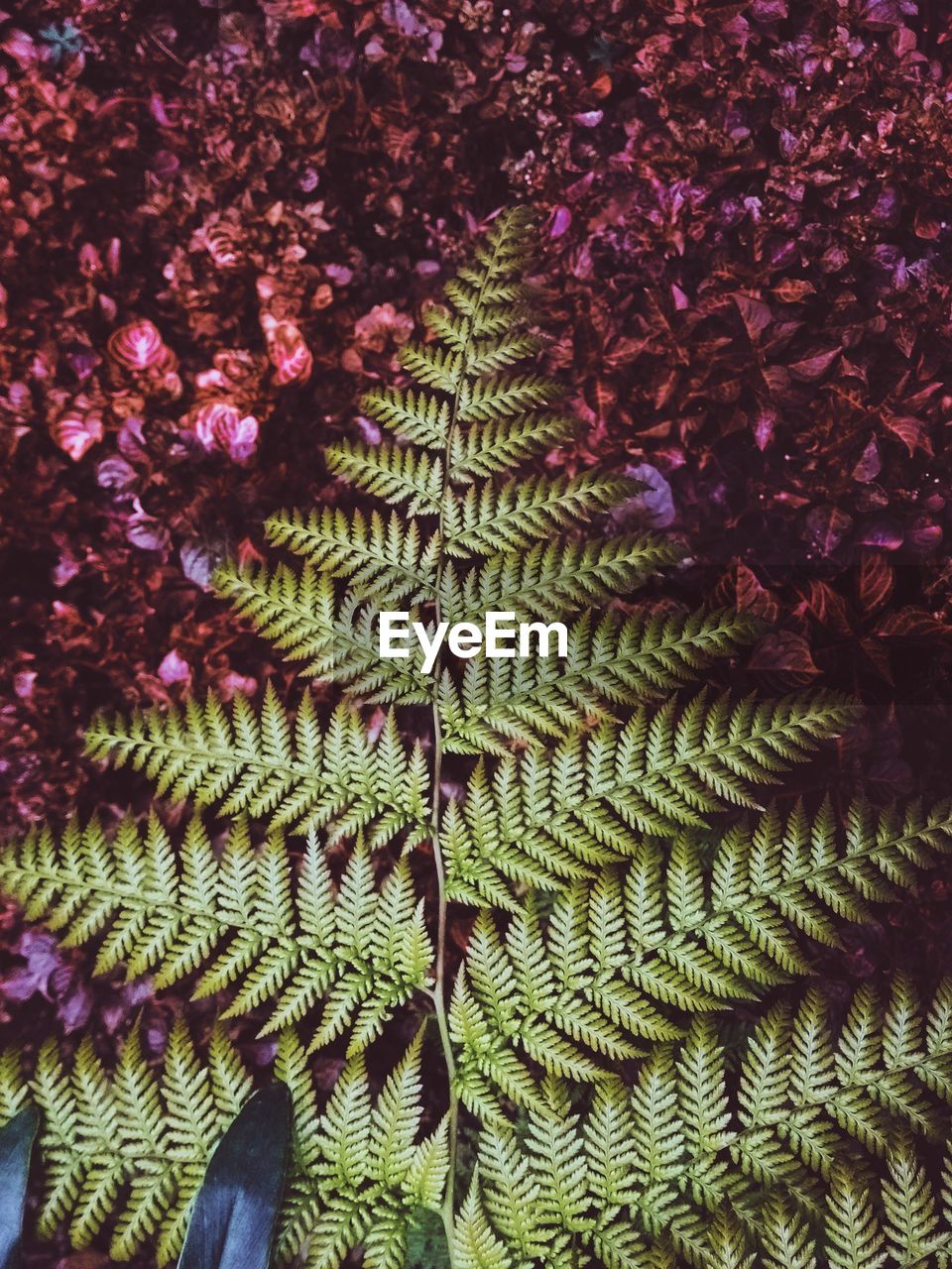 FULL FRAME SHOT OF GREEN PLANT