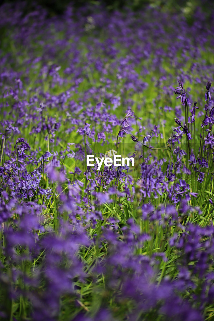 CLOSE-UP OF FRESH PURPLE FLOWERS IN FIELD