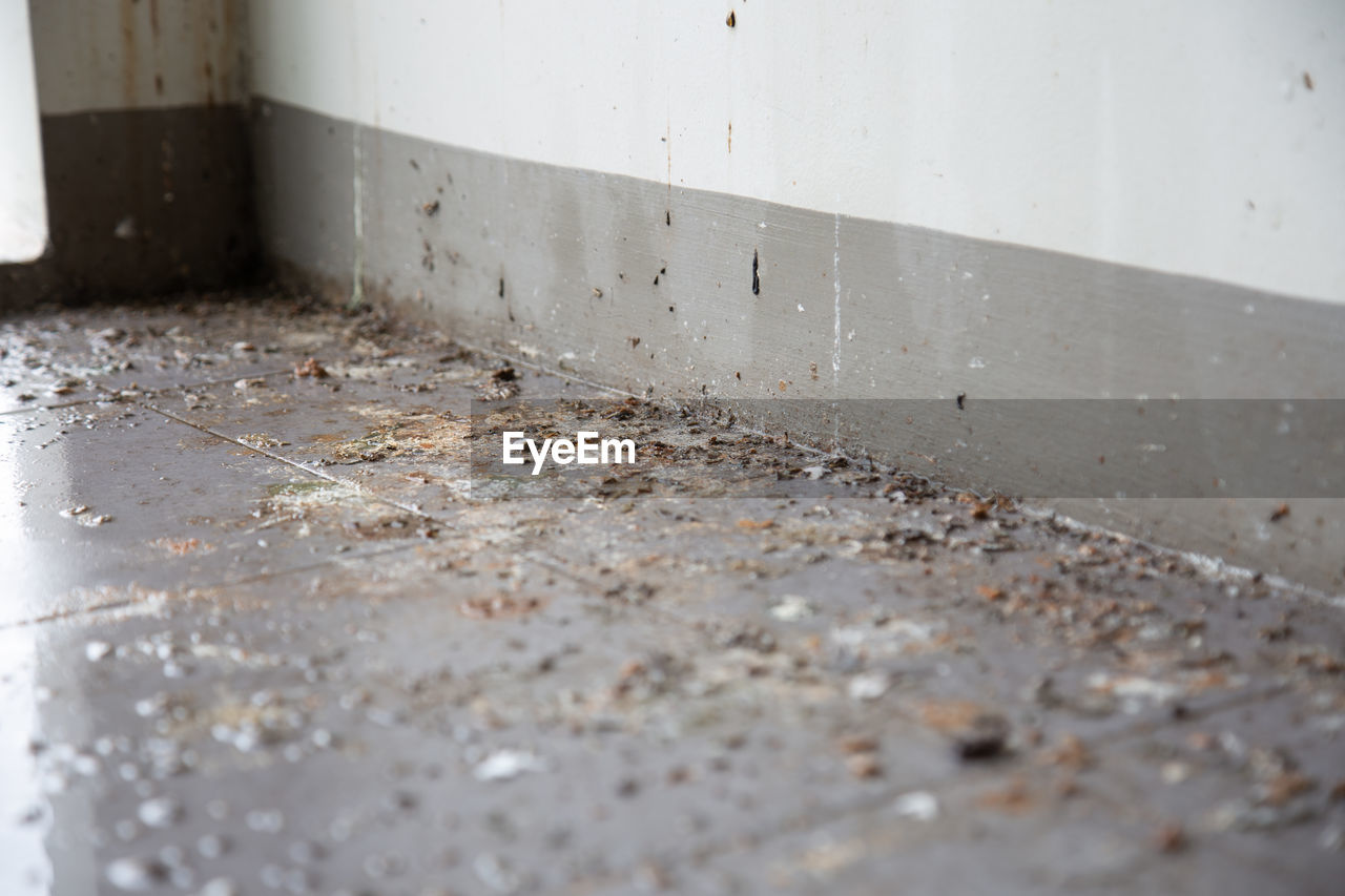 Birds or pigeons make floor and wall dirty by dropping a lots of poops 