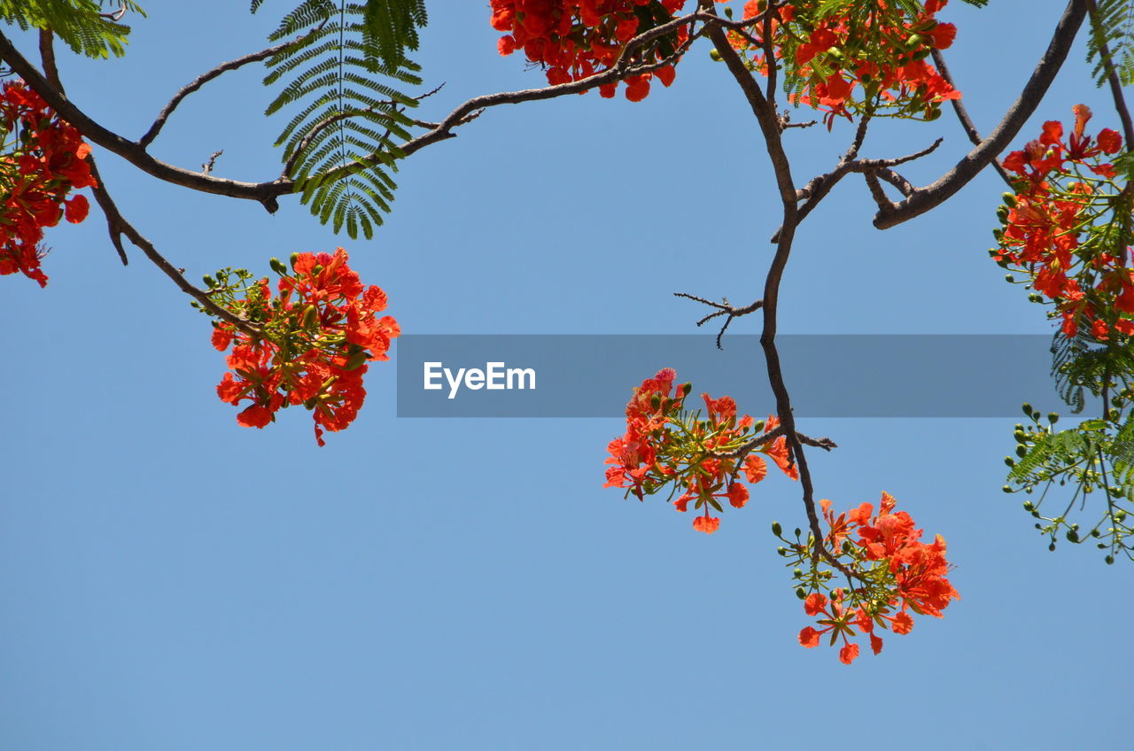 Low angle view of flowers against clear blue sky