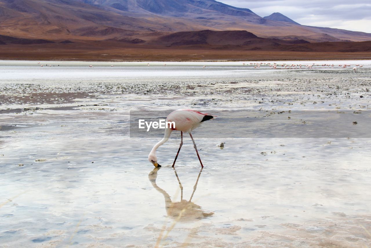 Panoramic view of lagoon laguna de canapa with flamingo at uyuni in bolivia,south america