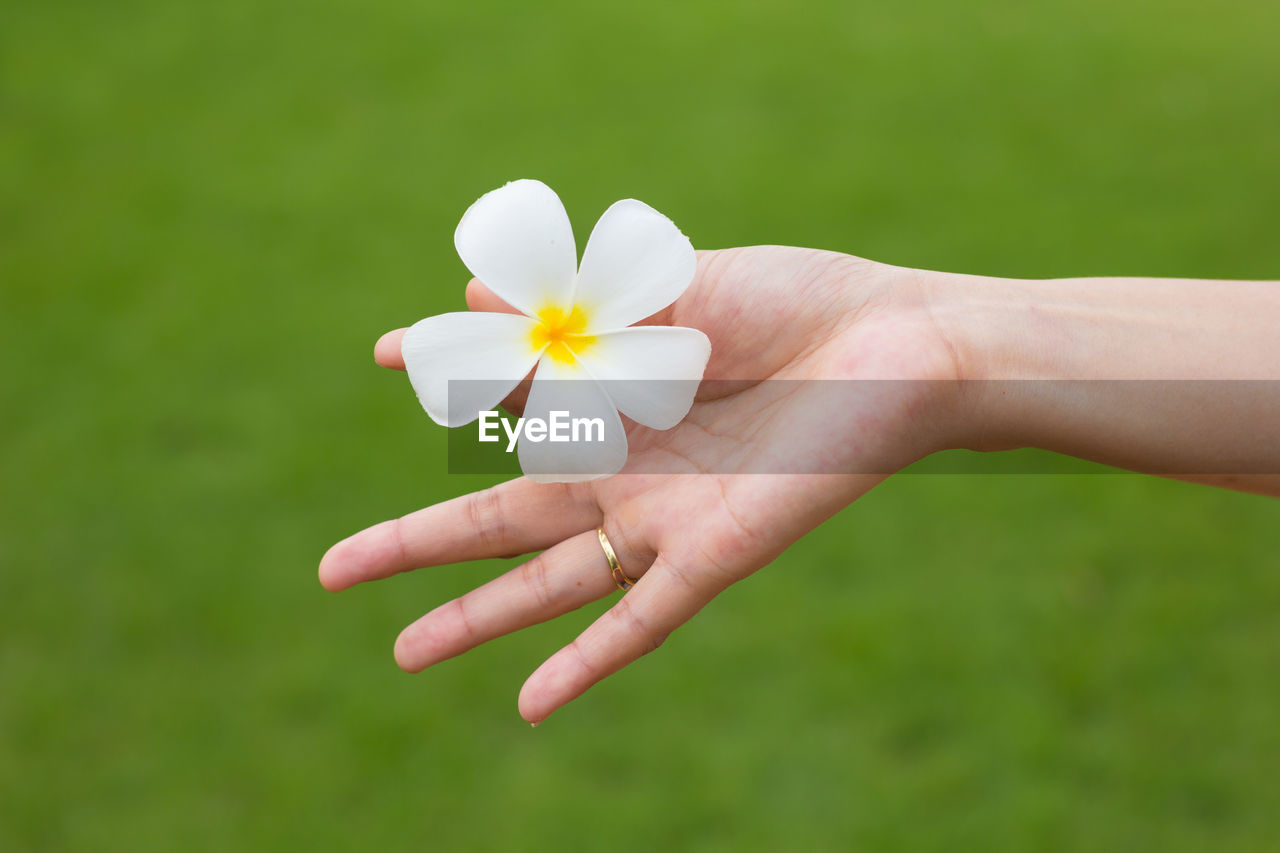 Close-up of hand holding frangipani