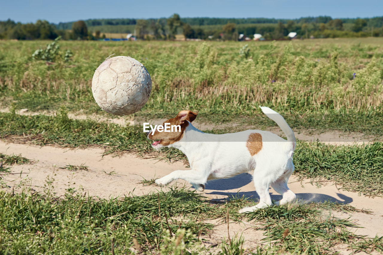 Happy dog play with ball in the field in summer day. jack russel terrier dog playing outdoors