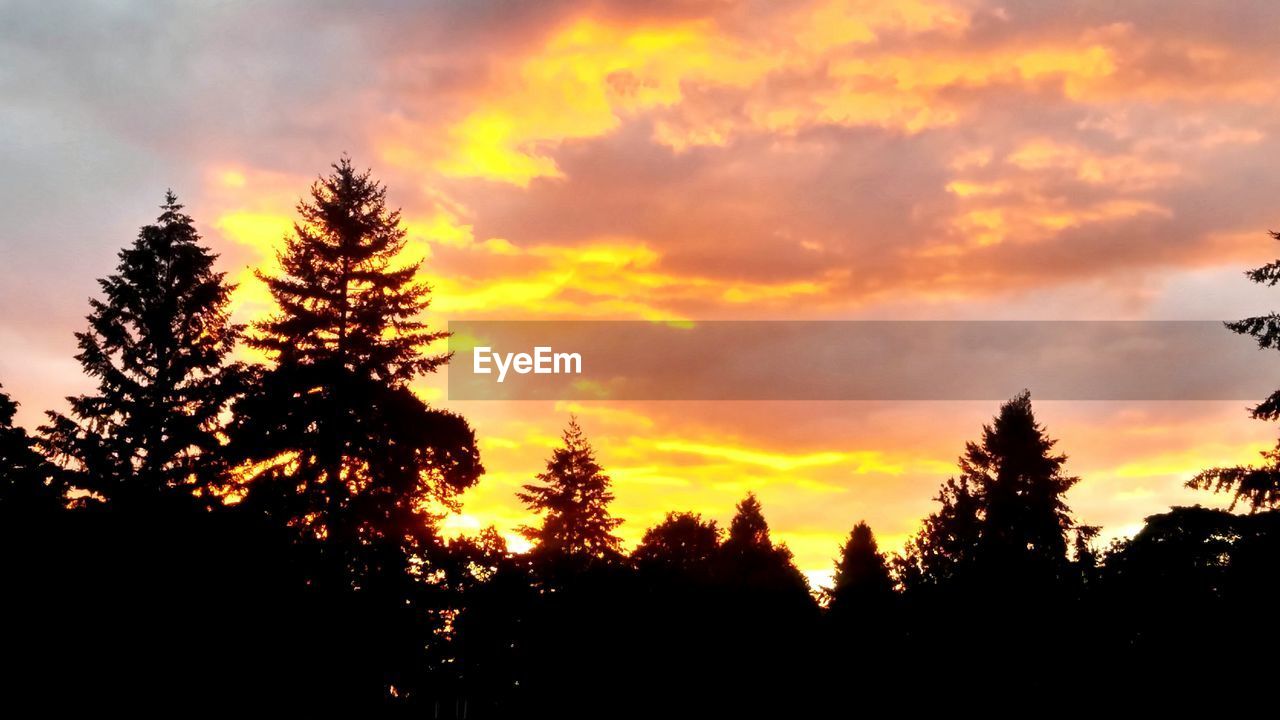 SILHOUETTE OF TREES AT SUNSET