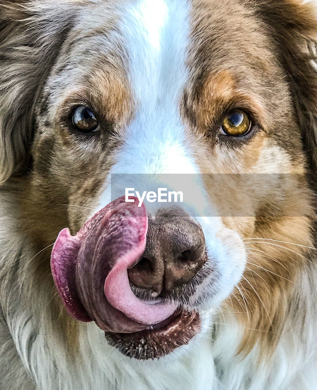 Close-up portrait of a dog