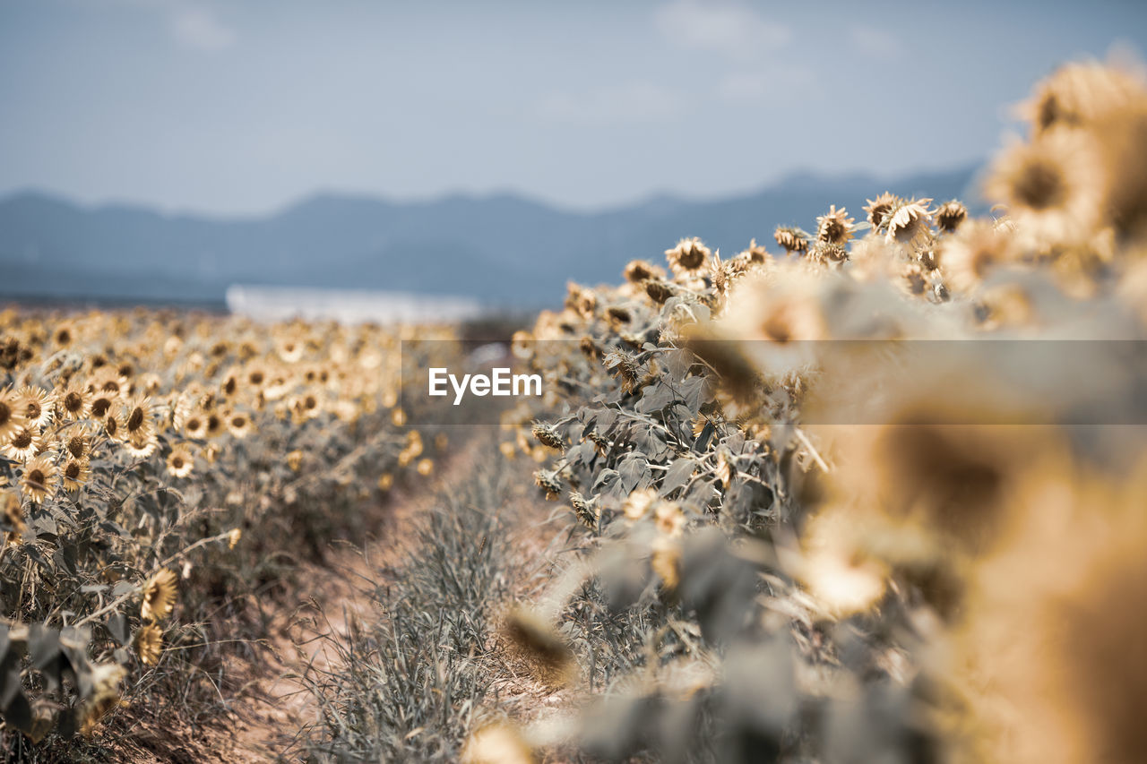 Wilted sunflowers in farm against sky